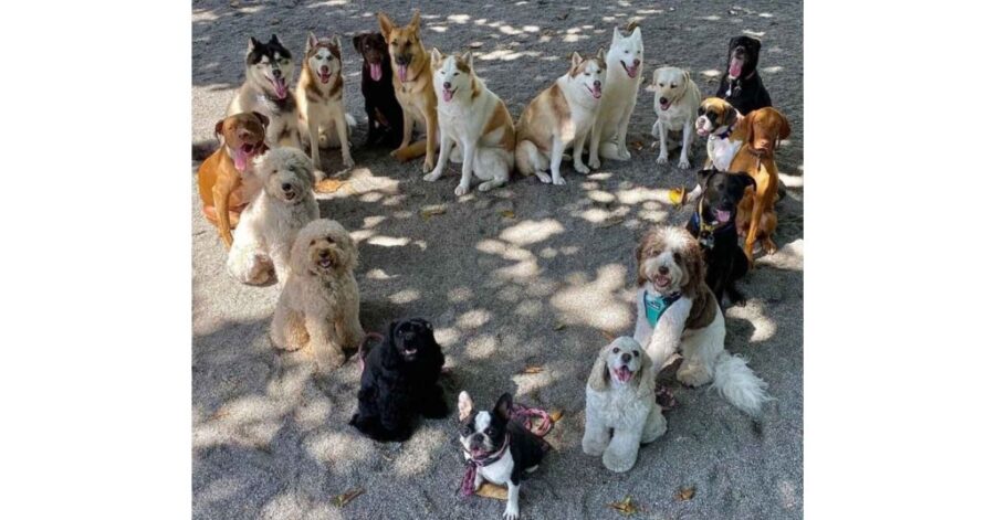 asilo per cani riesce a realizzare delle foto di gruppo meravigliose e invidiate da tutti