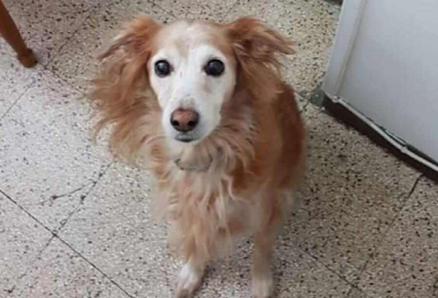 cagnolina streghetta pelo marroncino 