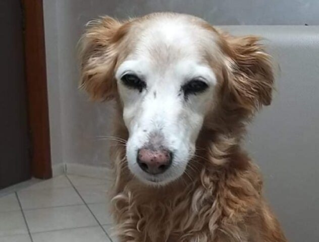 Aversa, da mesi ormai non si sa nulla su Streghetta, questa cagnolina di 17 anni è fuggita e non è più tornata