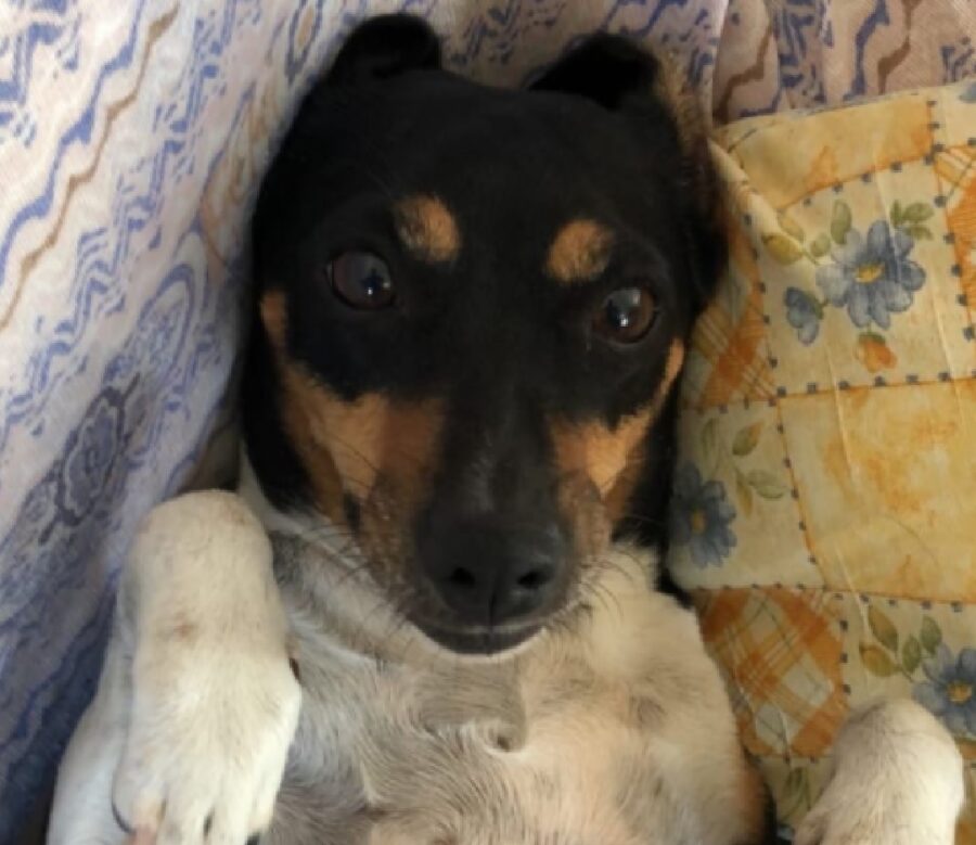 cagnolina viola pancia in su 