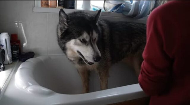 Bellissimo husky fa il bagno per la prima volta (VIDEO)