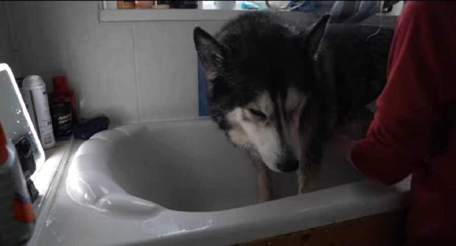bellissimo husky fa il bagno per la prima volta