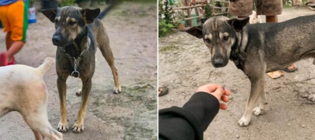 Un cucciolo eroe salva la vita ad un bambino abbandonato