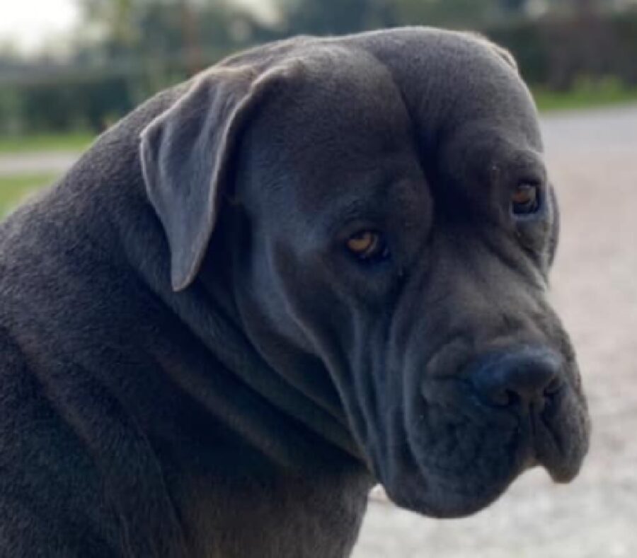 cane simil corso pelo nero 