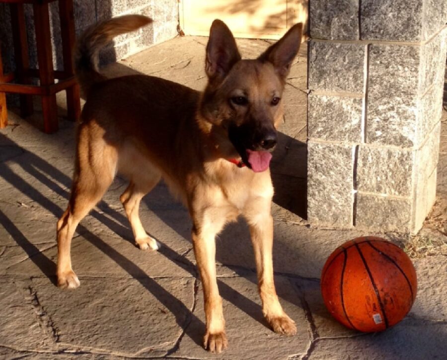 cagnolina gioca con palla arancione 