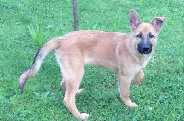 Bricherasio, smarrita da diversi mesi la cagnolina Kyra, si tratta di una simil Pastore Malinois