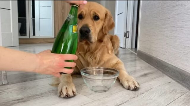 Cagnolino prova l’acqua frizzante per la prima volta (VIDEO)