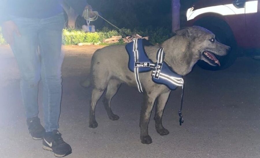 cagnolino caduto nel pozzo di una scuola