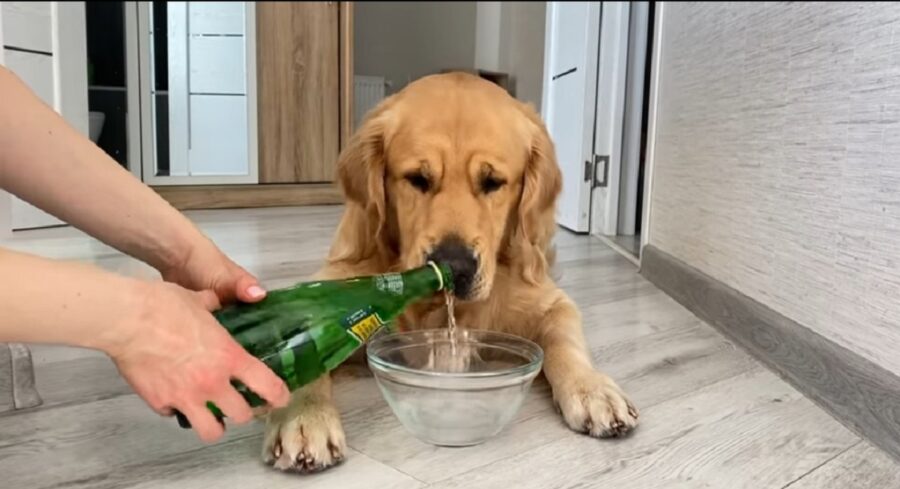 cagnolino assaggia l'acqua frizzante per la prima volta