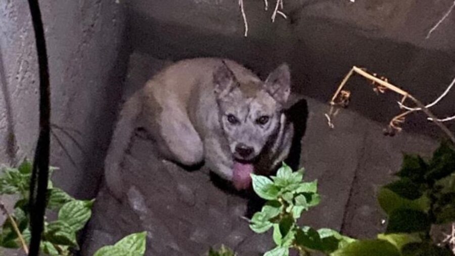 storia di un cagnolino caduto in un pozzo