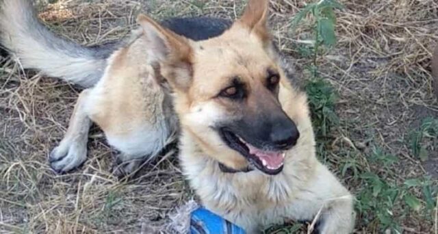 Rapiscono il cane e chiedono un riscatto: interviene la Polizia