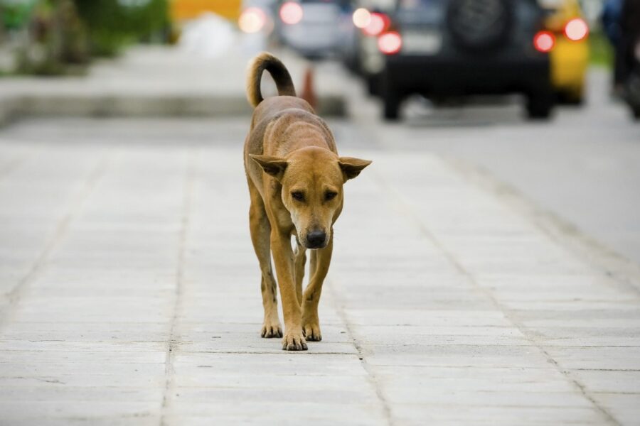 cane abbandonato con i rifiuti