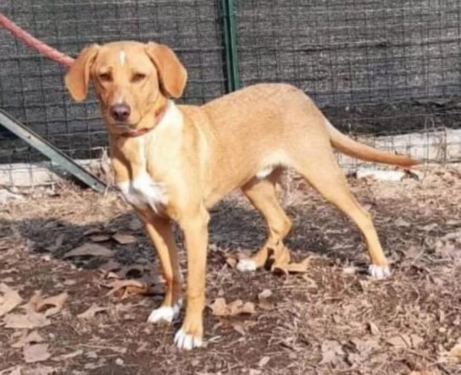 cane cerca nuova famiglia