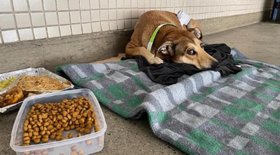 cane aspetta fuori dall'ospedale