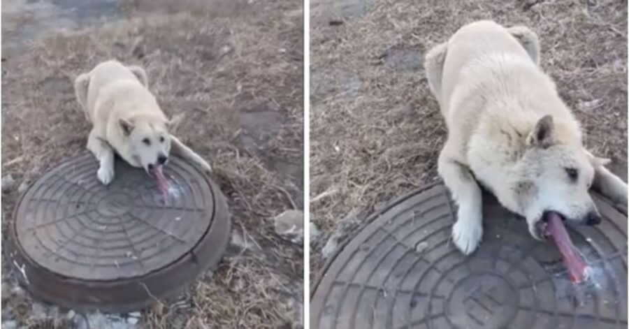 Un uomo salva un cucciolo indifeso con la lingua congelata attaccata ad un tombino