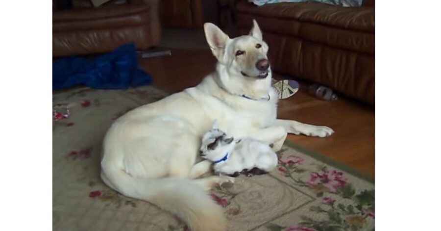 Dolcissima cagnolina adotta una capra pigmea e la tratta come fosse una sua cucciola