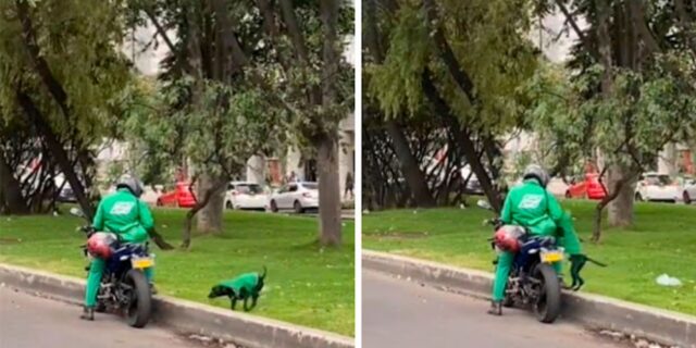 Il cane fattorino accompagna il suo padrone a consegnare i pacchi e le lettere in giro per la città