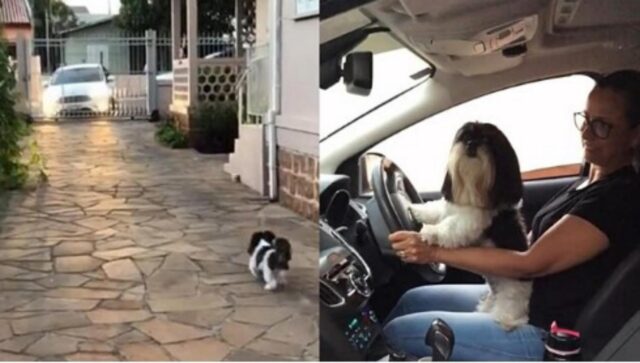 La cagnolina attende con ansia che la padrona rientri dal lavoro per fare un giro in auto