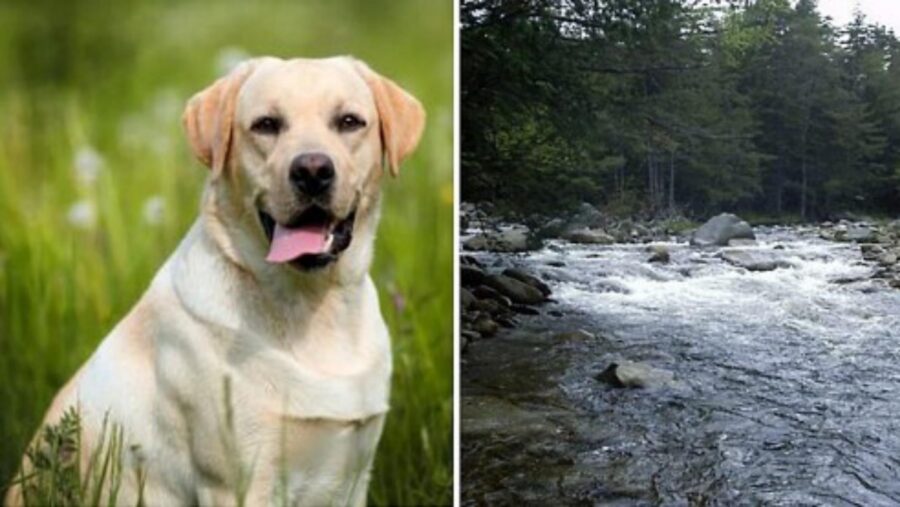 anziano con labrador