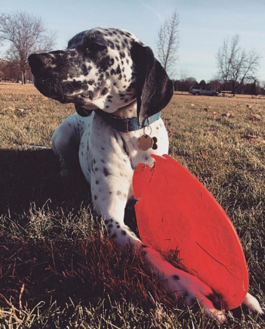 cane con frisbee al parco