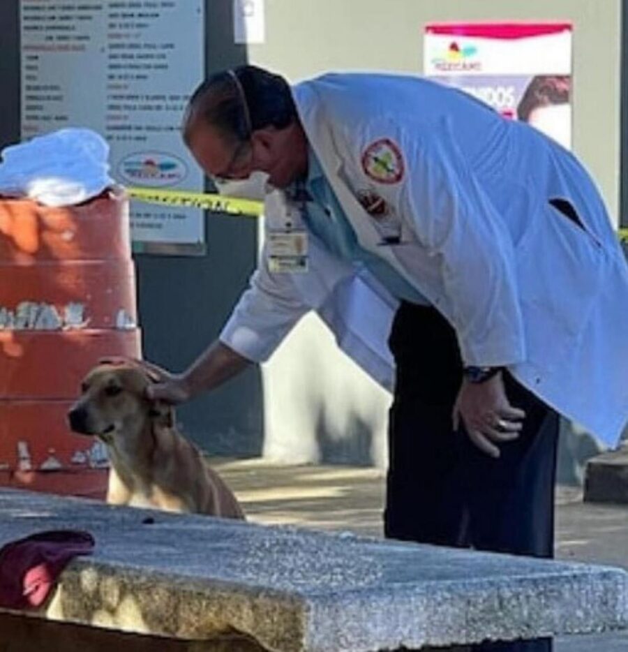cane con medico
