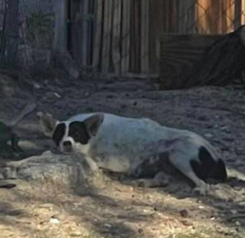 Cucciola di cane partorisce in un capannone abbandonato