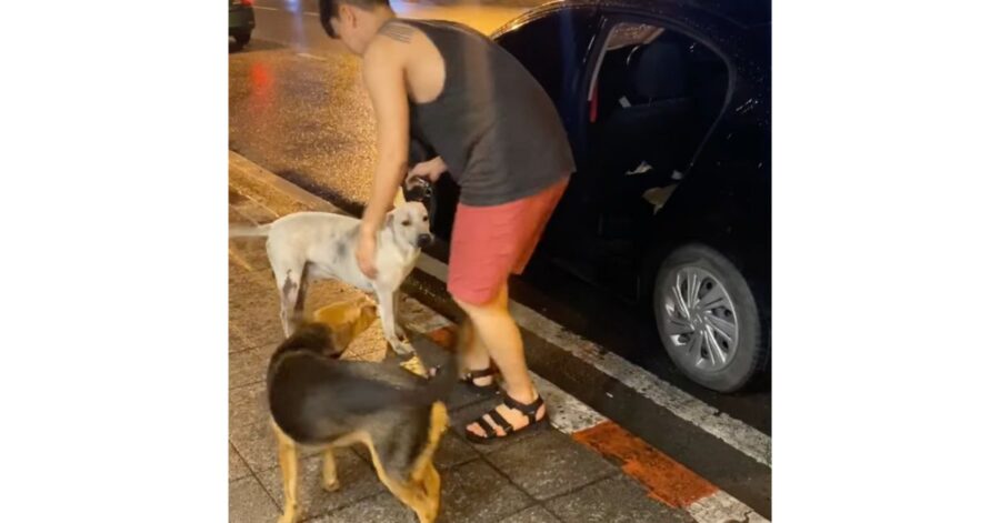 ragazzo si sveglia con un cane randagio nel suo letto: l'aveva inconsapevolmente adottata la sera prima