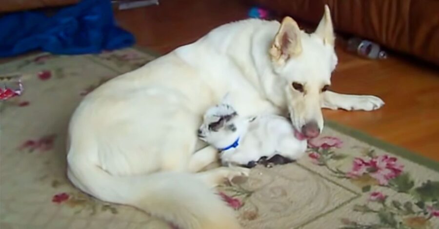 Dolcissima cagnolina adotta una capra pigmea e la tratta come fosse una sua cucciola