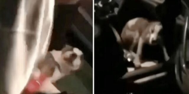 Una donna prende a calci un cucciolo perché è saltato addosso a suo figlio, il video è virale