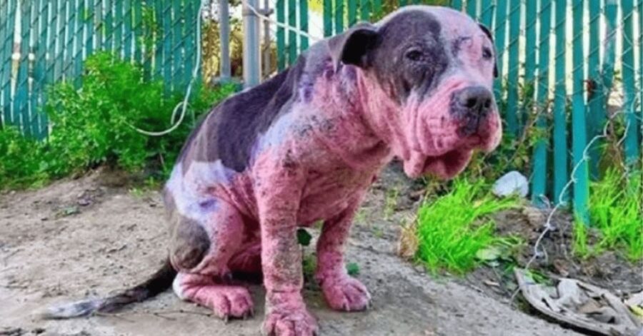 Pitbull picchiato, torturato e spruzzato di vernice rossa