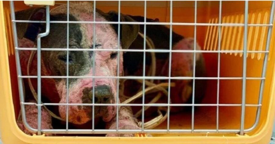 Pitbull picchiato, torturato e spruzzato di vernice rossa