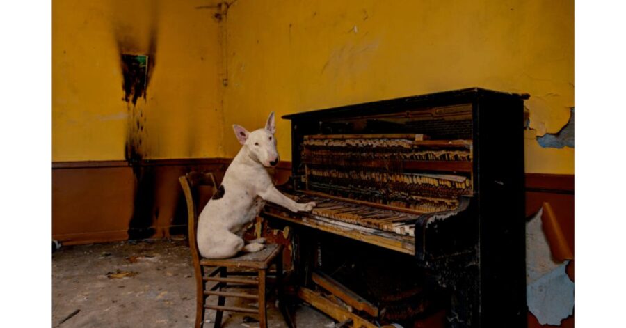 cane suona il piano 