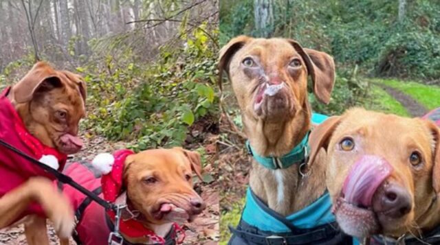 I due cagnolini hanno entrambi dei musi speciali e per questo hanno stretto una grande amicizia