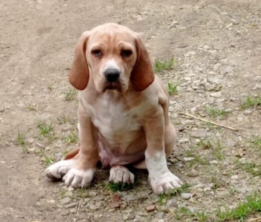 cane seduto su erba secca 