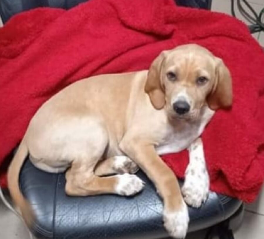 cagnolino coperta rossa alle spalle 