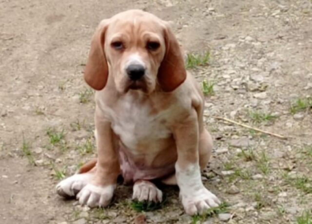 Casteldaccia, viene a smarrirsi un cucciolo, la mamma di Teo è disperata e non può accettare questa scomparsa