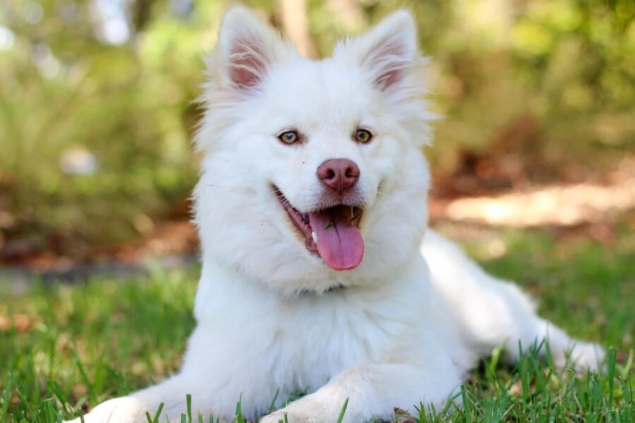 cane bianco a pelo lungo 