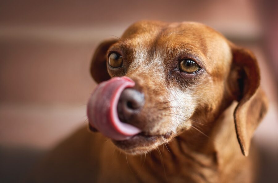 cagnolino che si lecca i baffi