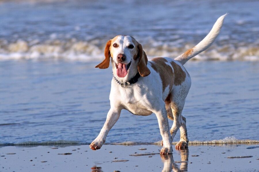 cane sulla spiaggia 