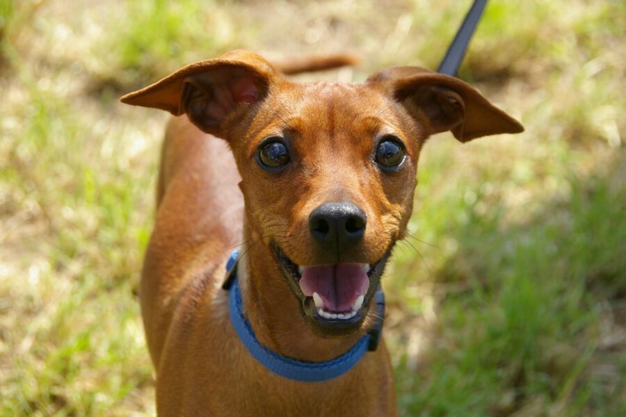 cane marrone al guinzaglio