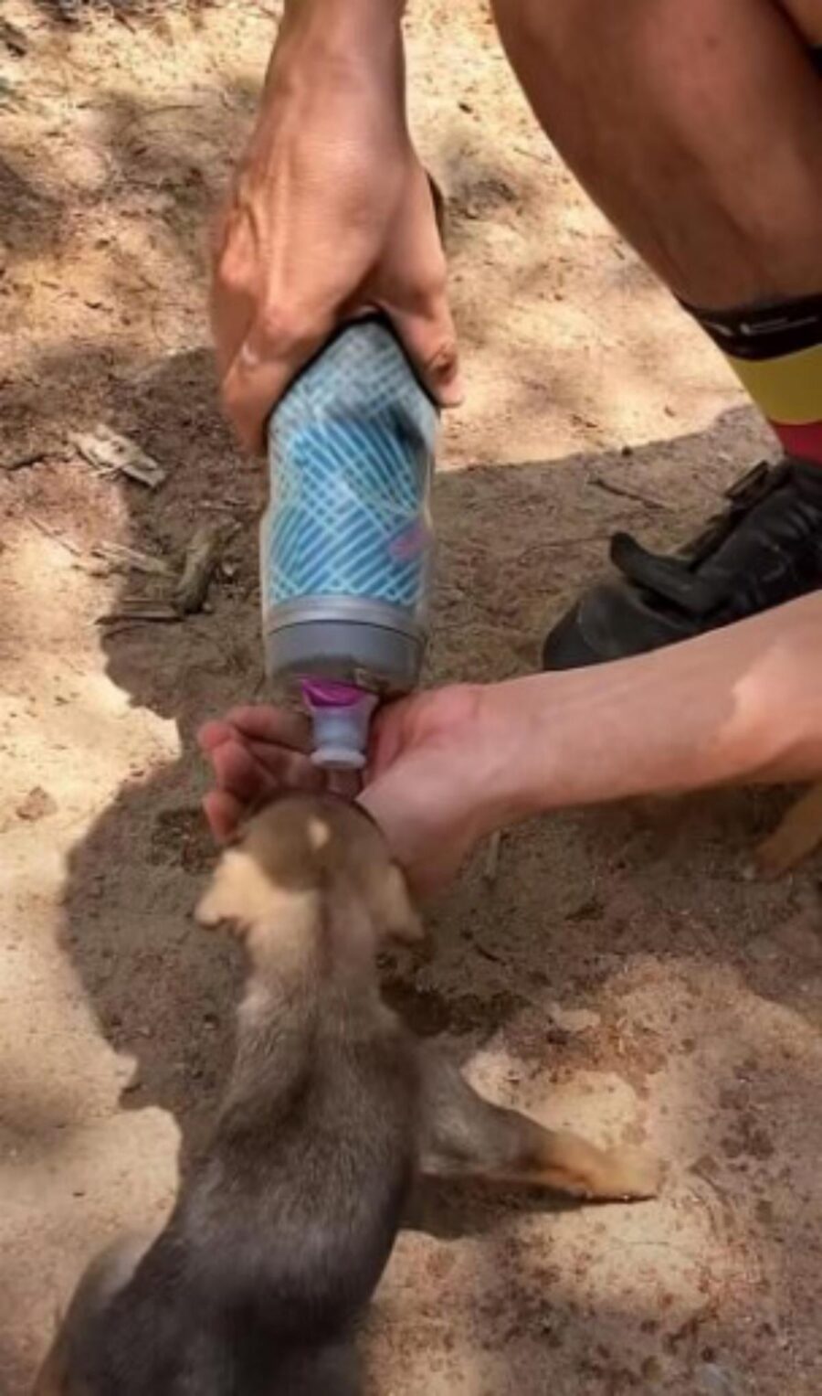 ciclista con 5 cuccioli