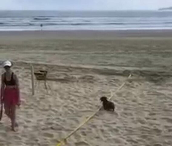 Cucciolo di cane a forma di salsiccia ruba una pallina