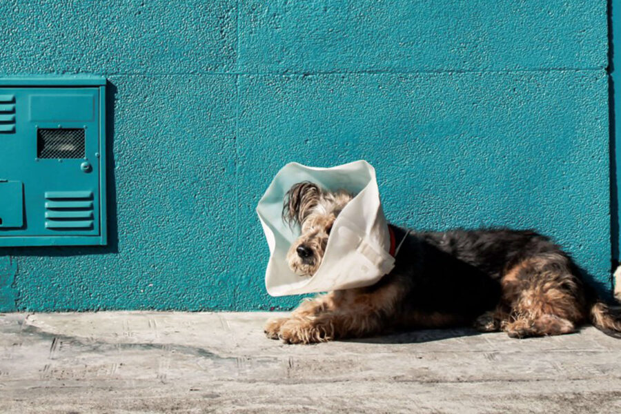 cane che prende il sole durante la convalescenza