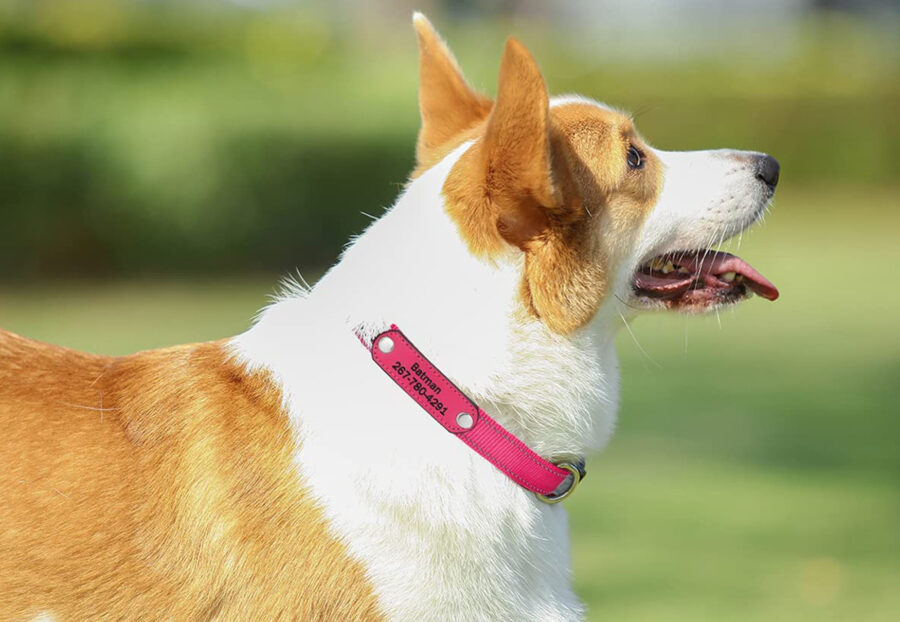 cane con collare personalizzato