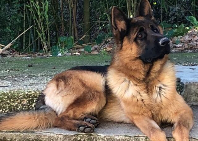 Colle del Fagiano, si cerca un cane smarrito di nome Roi, il cucciolo ha 15 mesi ed è un Pastore Tedesco