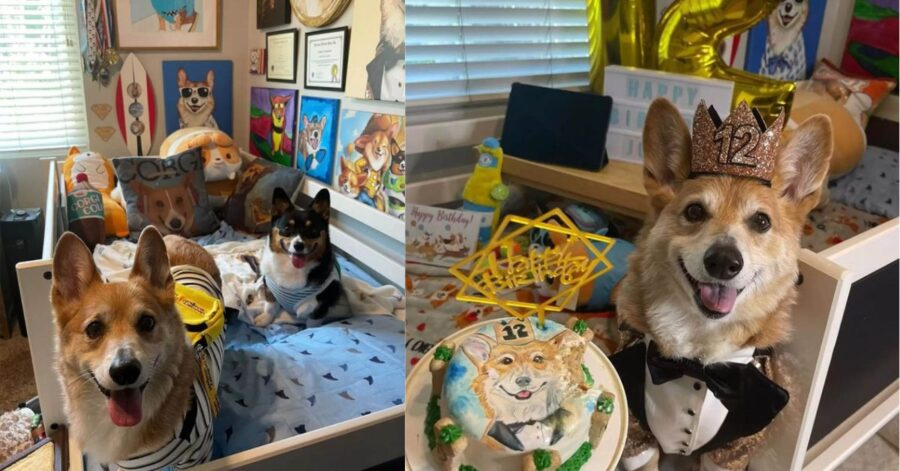 Donna appassionata di corgi dedica a loro un'intera stanza, sembra un museo