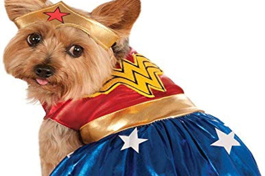 cagnolina travestito da Wonder Woman