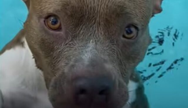 La cucciola Pitbull Pearl adora tuffarsi in piscina e nuotare nonostante i rimproveri della sua umana (VIDEO)