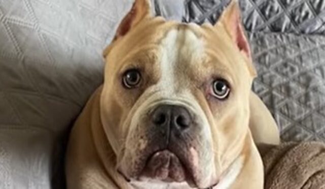 Cucciola di cane Nola adora trascorrere il tempo con la sua amata famiglia (VIDEO)