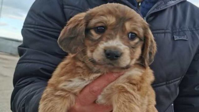 Cuccioli abbandonati in una scatola: è giallo in provincia di Foggia